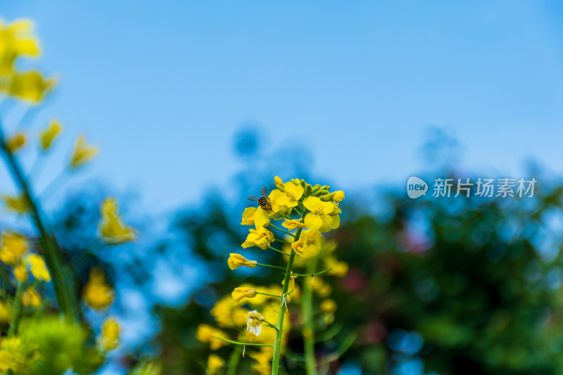 福州花海公园蓝天背景下的黄色油菜花