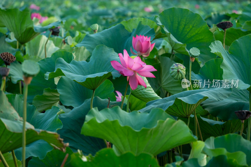 夏日池塘荷花