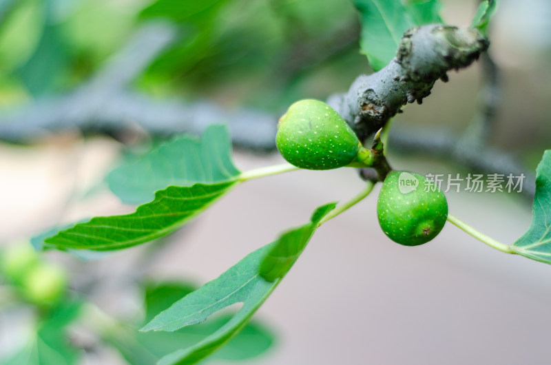 树上结着两颗无花果特写