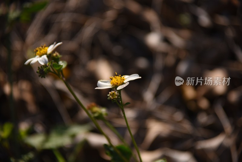 野外白色小花特写