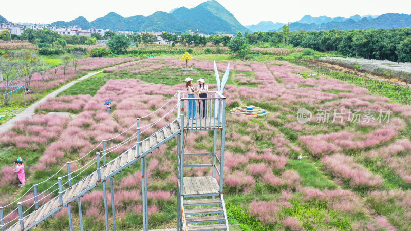 粉黛乱子草花海浪漫