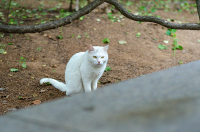 公园里一只白色的流浪猫正在觅食