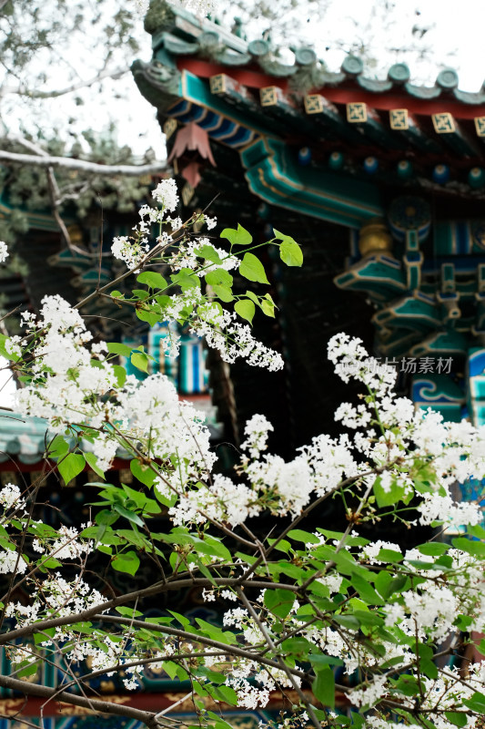 北京北海公园团城风景