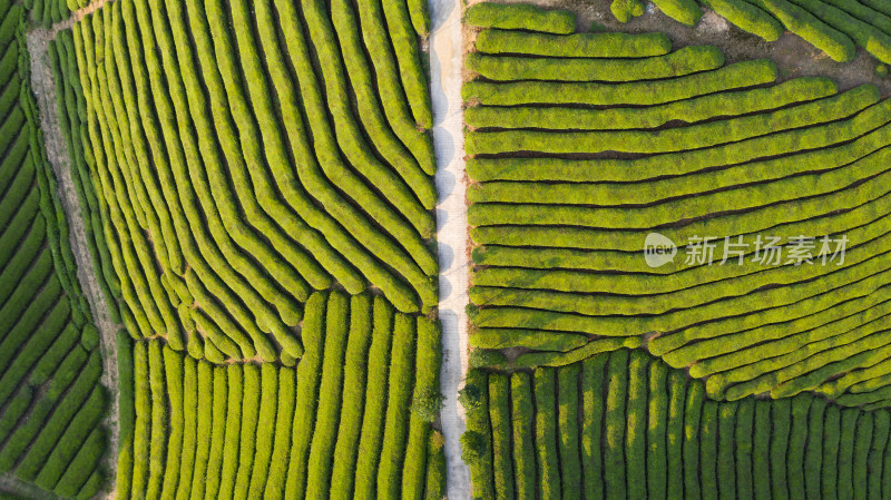 航拍恩施鹤峰茶山茶园