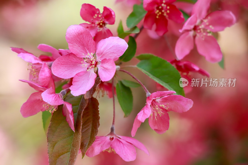 北京元大都海棠花溪