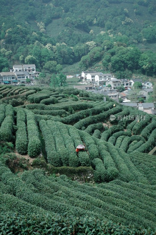 山坡上的大片茶园景观