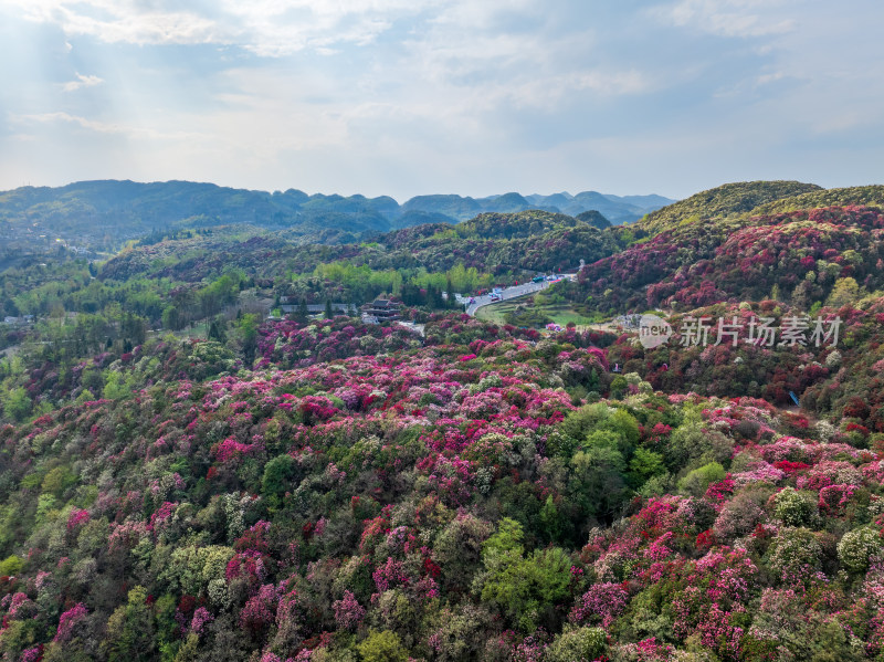 贵州百里杜鹃山间盛开的烂漫杜鹃花