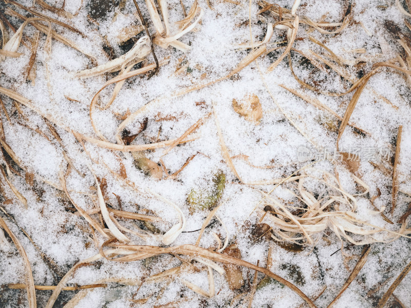 冬季大雪覆盖的杂草丛