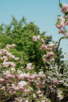 北京朝阳公园樱花