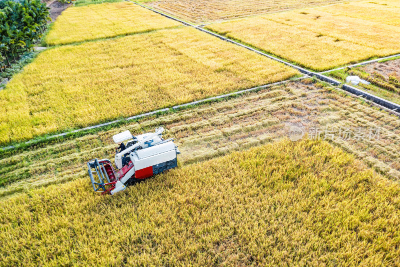 收割机正在金色的稻田里收割水稻
