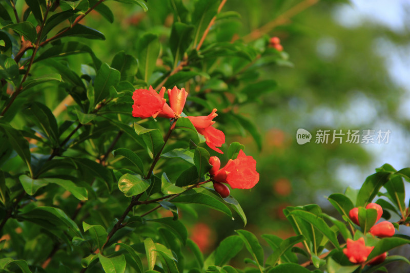 夏日盛开的石榴花