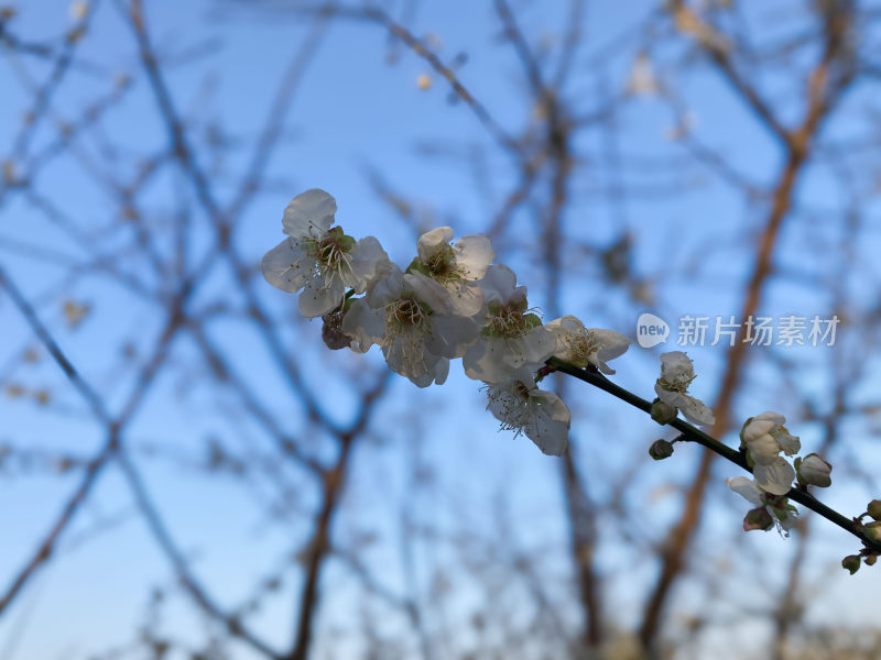 冬日暖阳下绽放的梅花特写