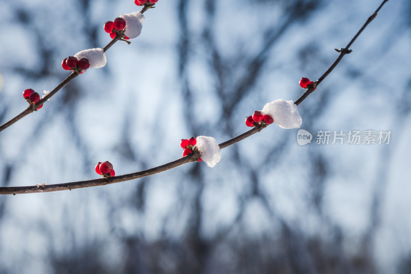 冬日红色浆果上的雪花背景