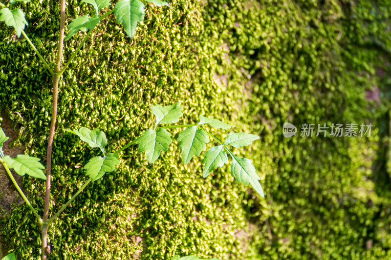 苔藓绿芽