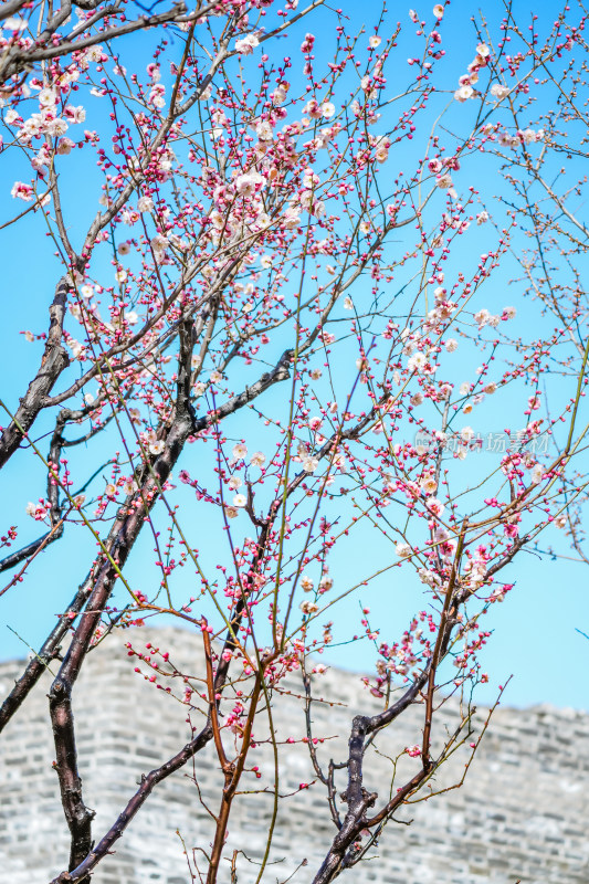 春天北京市内桃花盛开明城墙遗址公园