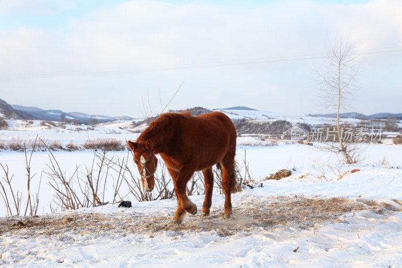 雪地里的一匹马