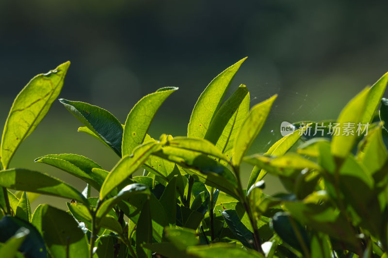 阳光下茶园里嫩绿的茶叶特写