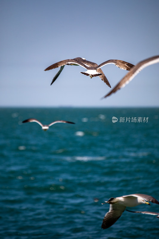 山东威海海天之间飞翔的海鸥