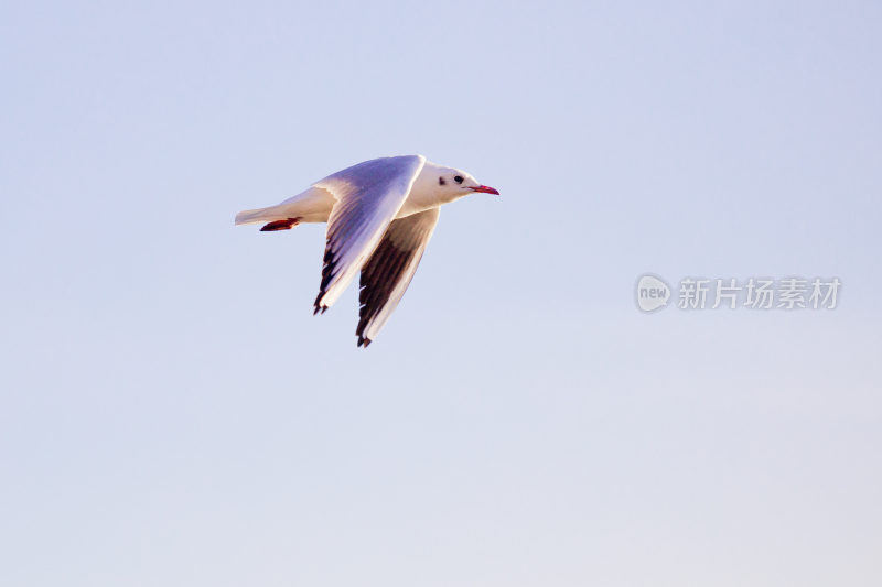 洱海的鸟