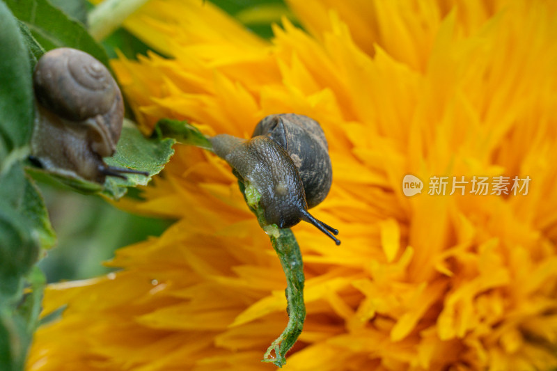 蜗牛在吃向日葵绿叶特写