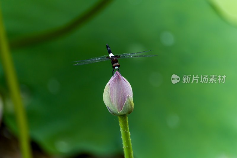 蜻蜓落在荷花上