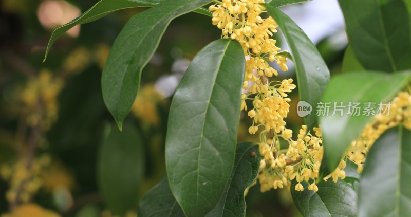 淡雅的黄色花朵桂花