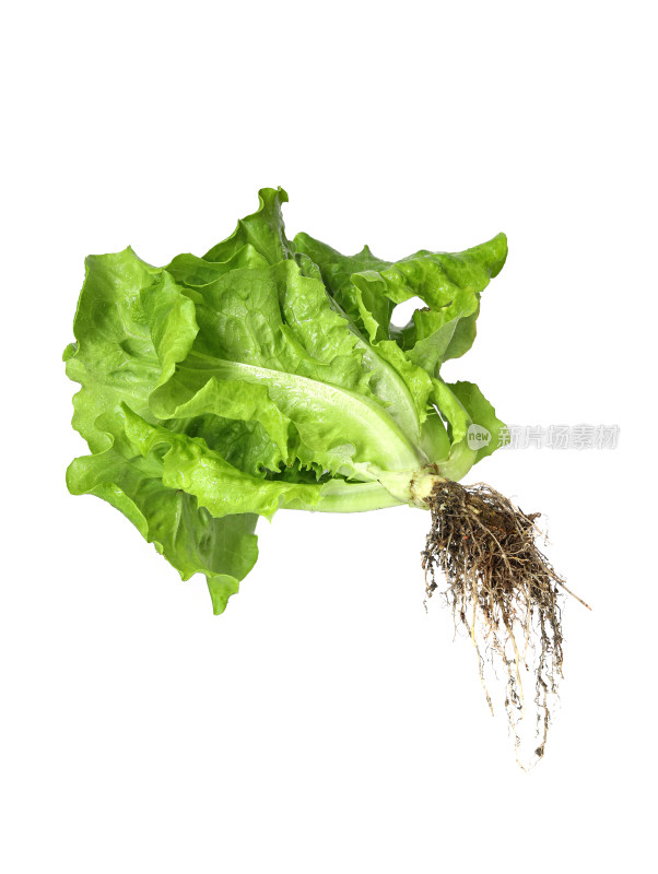 一颗绿色有机蔬菜生菜的白底图
