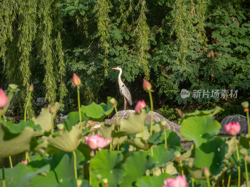 池塘边的灰鹭和莲花