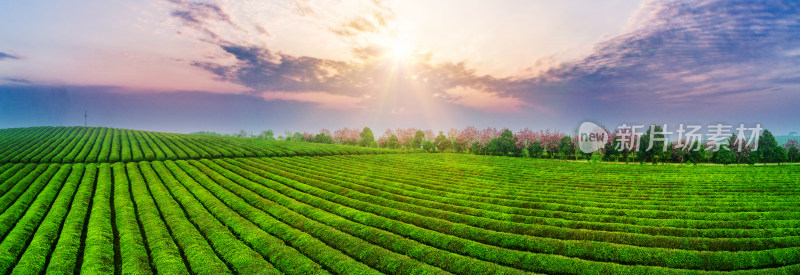 茶园茶山