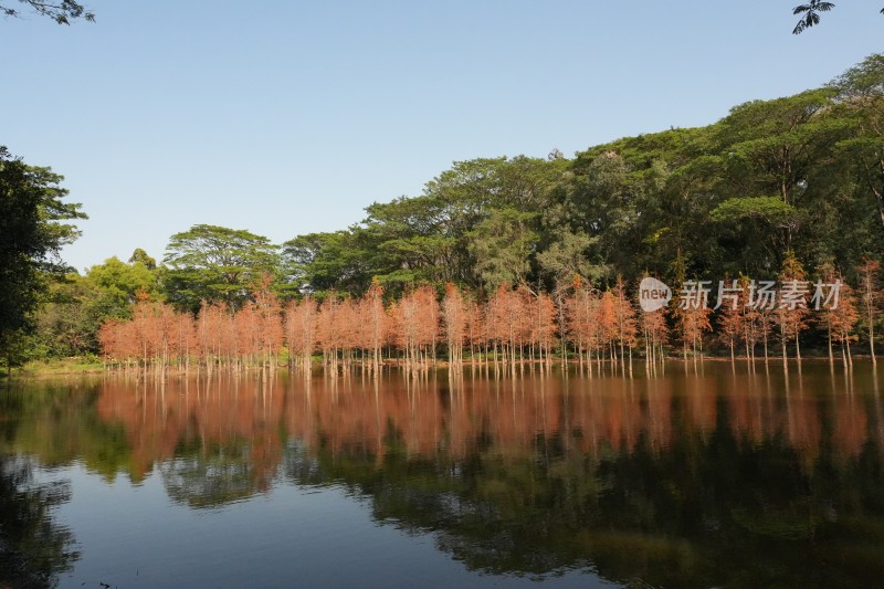 落羽杉广州