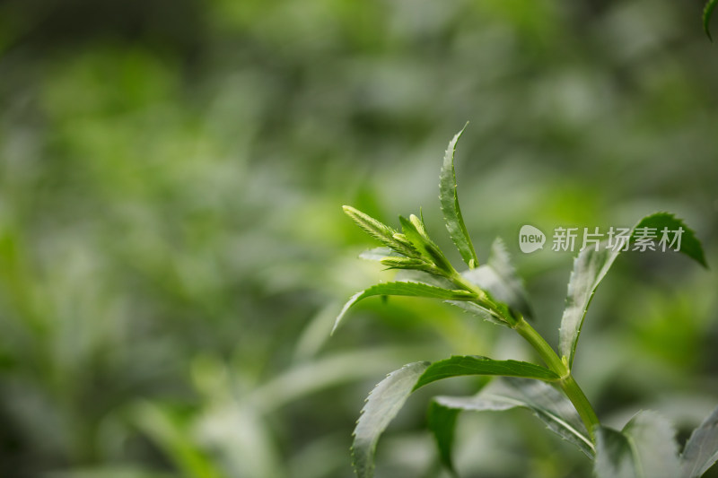 假龙头花植物叶子