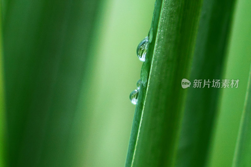 微距植物水滴特写