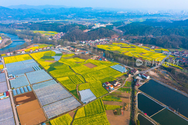 航拍春天乡村的油菜花田