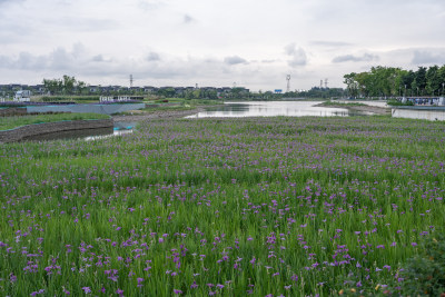 四川绵阳涪城区金西湖风景