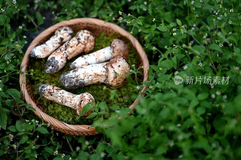 甘孜州野生松茸