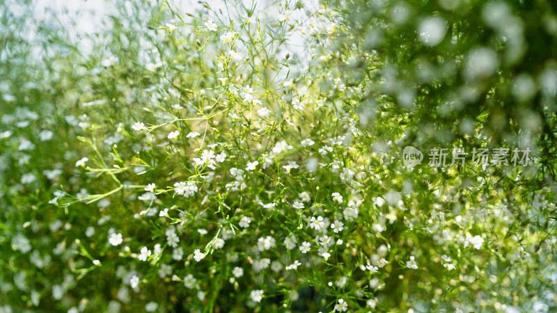 植物满天星特写