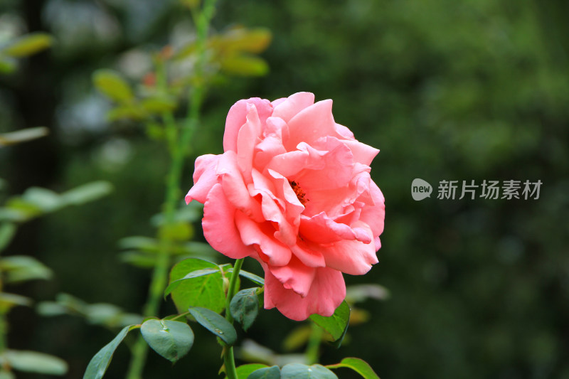 雨后新清的玫瑰花