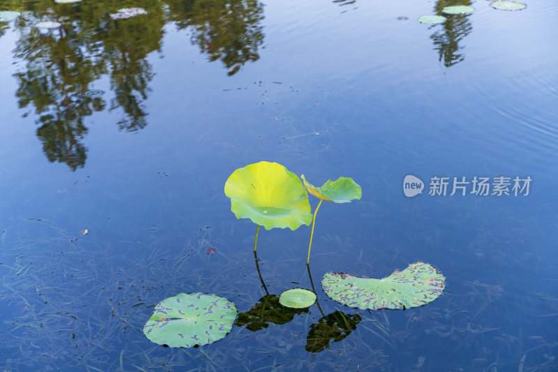 杭州西湖风景区曲院风风景