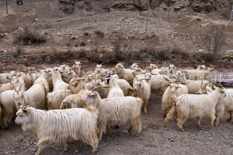 高原上的一群羊羊群山羊