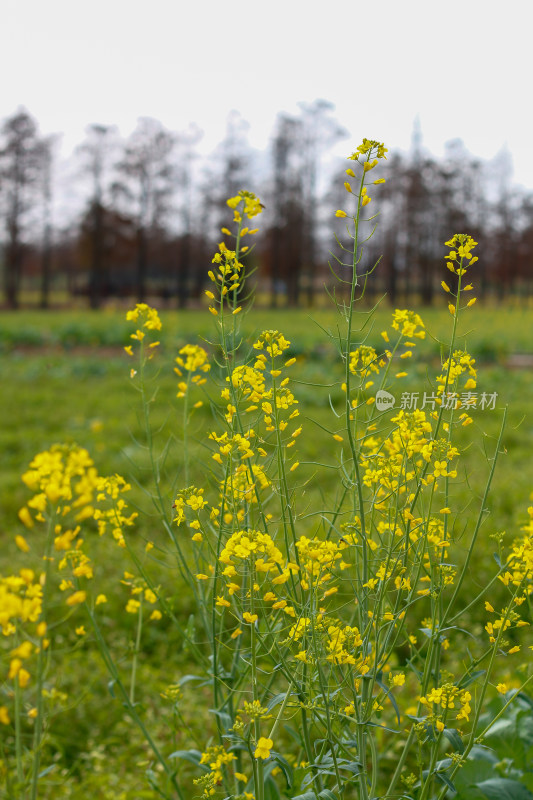 珠海斗门新村油菜花田