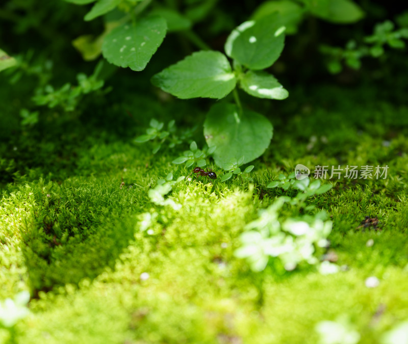 苔藓上的蚂蚁