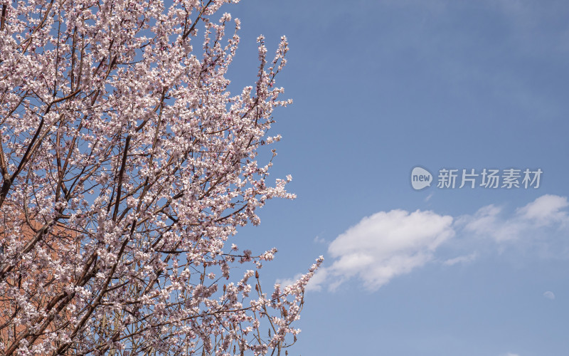 春日桃花特写