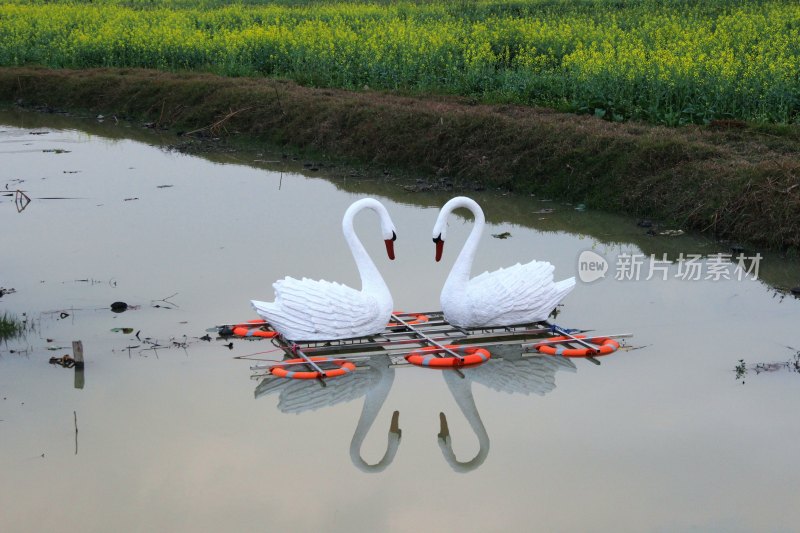 广东东莞：莲湖风景区油菜花田