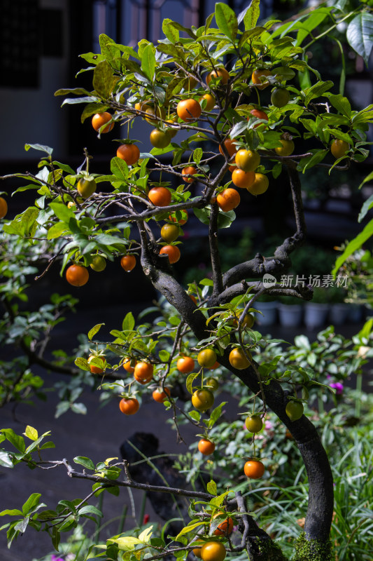 乌柿金弹子盆栽植物特写