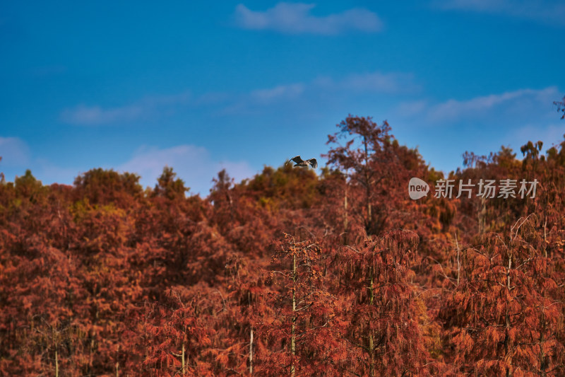 野生苍鹭群