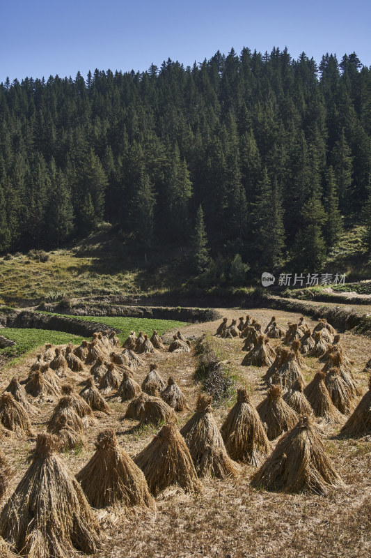 高山上的梯田