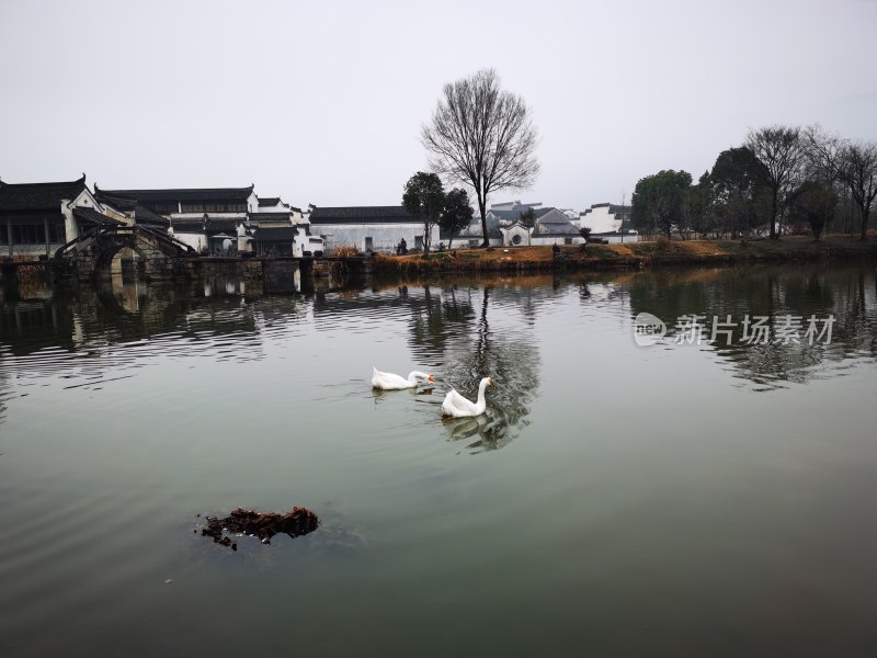 春节的清晨，呈坎小河流水，鸭子游水