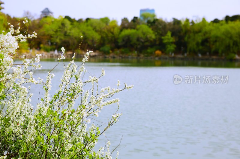 北京大学春天校园优美景色未名湖绿植鲜花