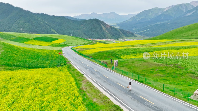 青海祁连山卓尔山油菜花田航拍