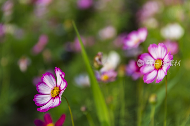 四季花卉盆景格桑花